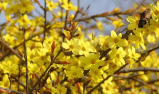 迎春花要怎么养才能长得好（迎春花春天怎么养）