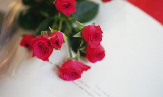 刚买的玫瑰花要怎么养 刚买的玫瑰花要怎么养植