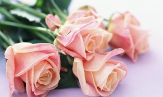 玫瑰花要怎么养（玫瑰花要怎么养才能活）