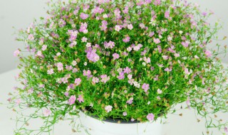 满天星要怎么养（满天星要怎么养活花束）