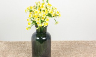 水仙要怎么养（水仙要怎么养才能开花）