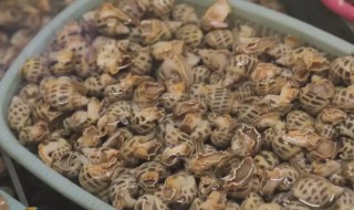 海鲜花螺要怎么养 花螺怎么养活