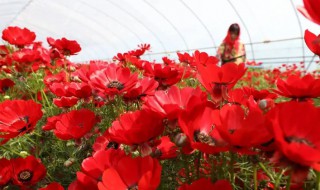 红花怎么种植 红花怎么种植和管理