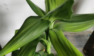 富贵竹不生根怎么办 水养富贵竹不生根怎么办