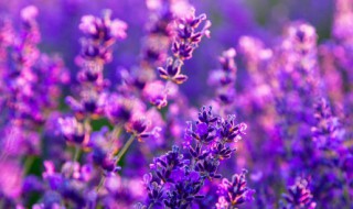 花种子怎么种植(格桑花种子怎么种植)