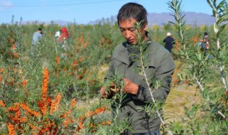 沙棘怎么种植 沙棘怎么种植和回收