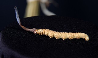 虫草怎么种植 虫草种植