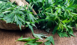 艾草是怎么种植的 艾草种怎么种植