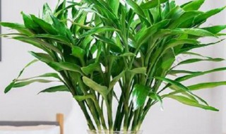 富贵竹根太多怎么处理 富贵竹根须太多了怎么办