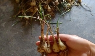 藠头怎么种植 藠头怎么种植生长的快一点