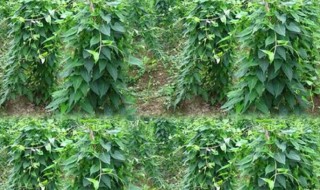 何首乌种子怎么种植（何首乌种子什么样子）