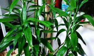 怎么让富贵竹快速生根 怎样让富贵竹快速生根