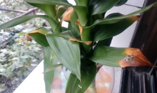 富贵竹变黄怎么办(富贵竹慢慢变黄怎么办)