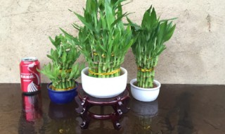 富贵竹怎么水培(富贵竹水培)