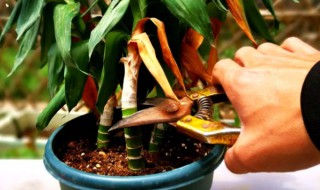 富贵竹黄叶怎么回事（富贵竹黄叶是怎么回事有什么办法）