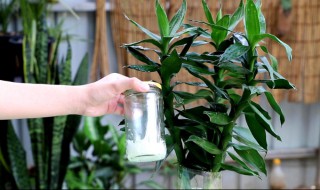 富贵竹水变黑了怎么办 富贵竹的水变黑发臭怎么办