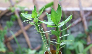 富贵竹怎么浇水（富贵竹怎么浇水好）