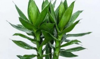 富贵竹干瘪了怎么办 富贵竹干瘪了怎么办水培