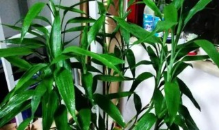 刚买来的富贵竹怎么养 刚买回来的富贵竹怎样养