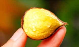 栗子微波炉做法 微波炉栗子做法窍门