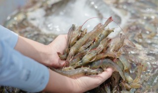 稻田如何养好青虾高产技术（稻田养青虾养殖技术）