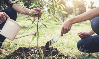 庭院植物枝接要注意哪些 庭院门口适合栽什么灌木