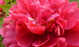 牡丹节是什么时候（牡丹节是哪天）