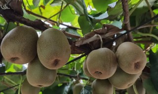 猕猴桃最佳施肥时期是什么时候 猕猴桃冬季什么时候施肥施什么肥