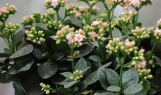 长寿花什么季节摘心（长寿花秋天还能摘心吗）