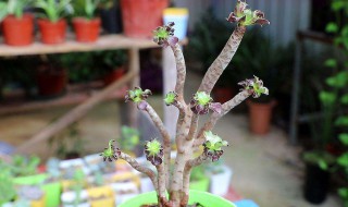 法师秋天多久浇一次水 法师秋天什么时候可以浇水