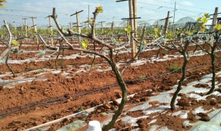 葡萄发芽肥主要施什么肥料（葡萄萌芽肥施啥肥好）