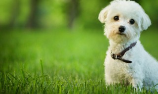 狗狗樱桃眼怎么治 狗狗樱桃眼吃什么药