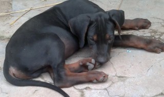 莱州红要怎么养才凶(莱州红怎么养才肥)