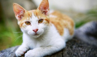 不同月份的猫咪要怎么养 猫从几个月开始养合适