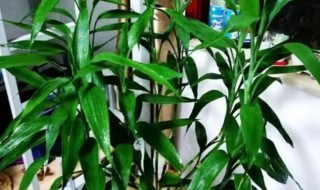 怎么养富贵竹才能生根（富贵竹怎么养才容易生根）