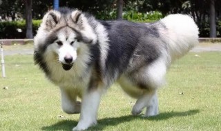 阿拉斯加要怎么养 阿拉斯加能养么