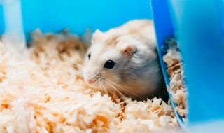 仓鼠要怎么养才能生蛋（出生不久的仓鼠能生蛋）