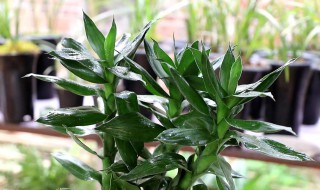 富贵竹应该怎么养(新买的富贵竹应该怎么养)