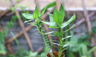 水养富贵竹黄叶怎么办 水养富贵竹叶子发黄怎么补救