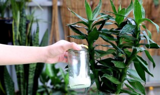 怎么养好富贵竹 富贵竹要怎么养才能养得好