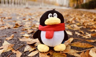 qq怎么发送整个文件夹（qq怎么发送整个文件夹不压缩）