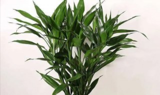 室内富贵竹怎么养 室内如何养富贵竹
