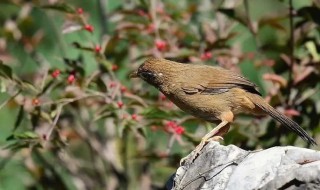 如何挑选一只能打斗的画眉鸟 如何挑选一只打斗好的画眉鸟