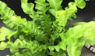 鸟巢蕨春天可以施肥吗 鸟巢蕨施什么肥