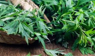 艾草驱蚊子管用吗 艾草驱蚊吗?