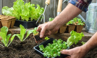 家里怎么种菜（家里怎么种菜瓜）