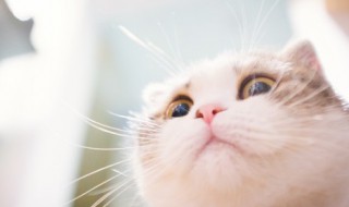 家里养猫怎么去除猫毛 家养猫毛怎么处理