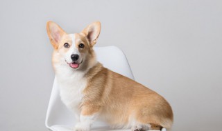 家里有狗跳蚤怎么消灭 家里因为养狗有跳蚤怎么快速去除