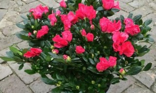 红杜鹃花怎么养 红杜鹃的养殖方法