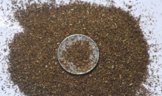 元胡种子怎么保存 元胡种子哪里有卖